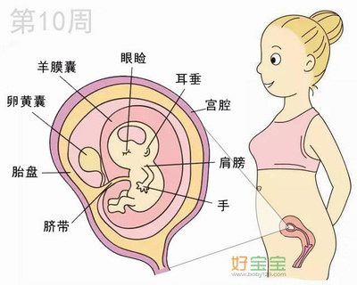怀孕第10周胎儿发育图