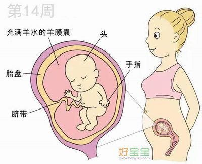 怀孕第14周胎儿发育图