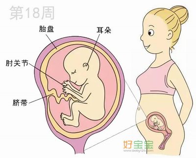 怀孕第18周胎儿发育图