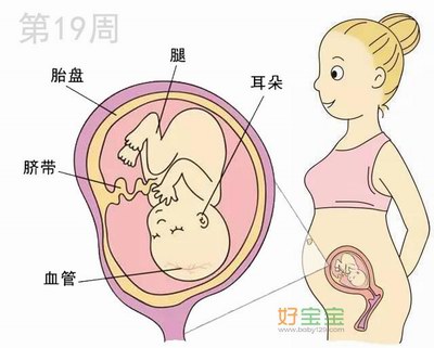 怀孕第19周胎儿发育图