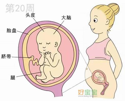 怀孕第20周胎儿发育图