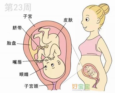 怀孕第23周胎儿发育图