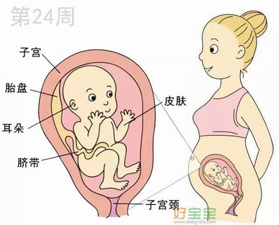 怀孕第24周胎儿发育图