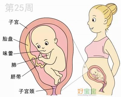 怀孕第25周胎儿发育图