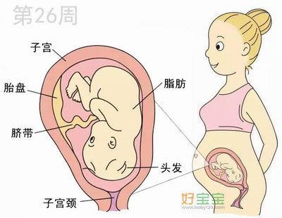 怀孕第26周胎儿发育图