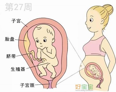 怀孕第27周胎儿发育图