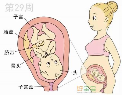 怀孕第29周胎儿发育图