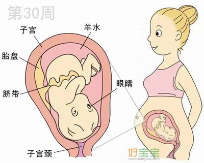怀孕第30周胎儿发育图