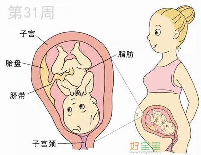 怀孕第31周胎儿发育图
