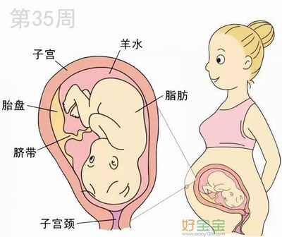怀孕第35周胎儿发育图