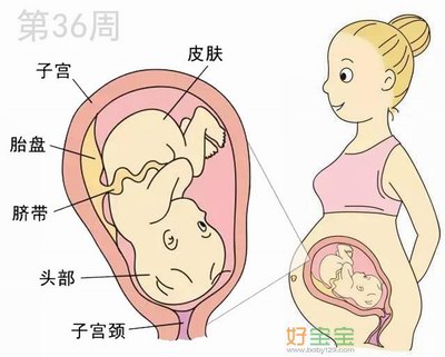 怀孕第36周胎儿发育图
