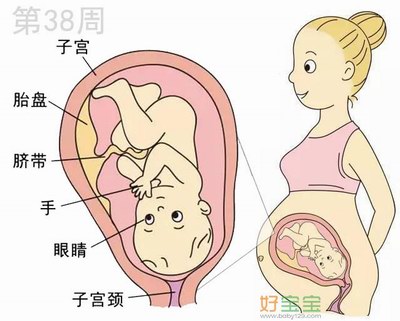 怀孕第38周胎儿发育图