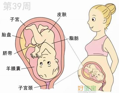 怀孕第39周胎儿发育图