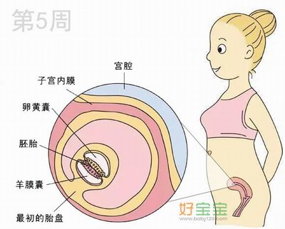 怀孕第5周胎儿发育图