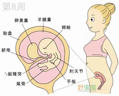 怀孕第8周胎儿发育图
